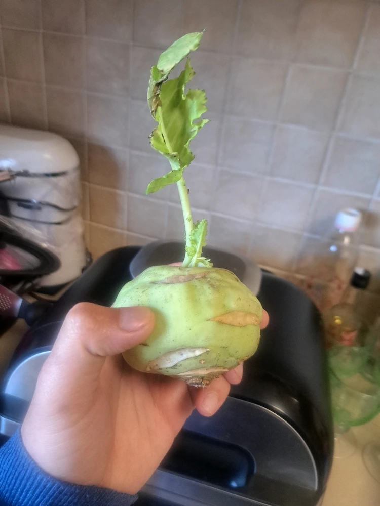 תמונה שהועלתה על ידי Dar