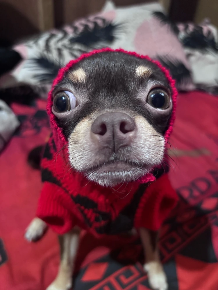 Image uploaded by shai