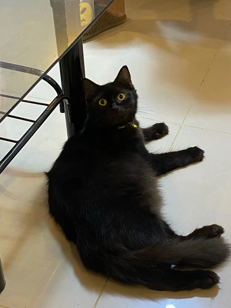 Image uploaded by shai