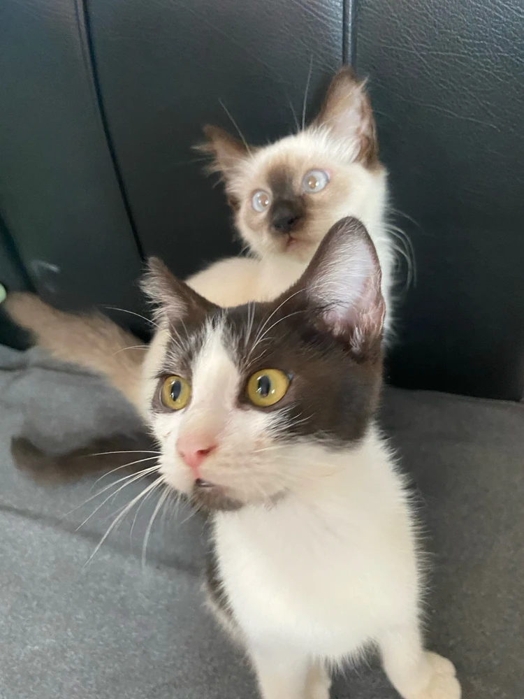 Image uploaded by shai