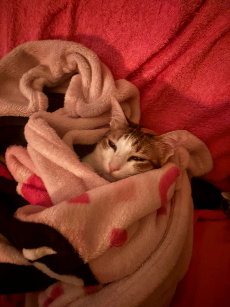 GIF uploaded by Pat♡