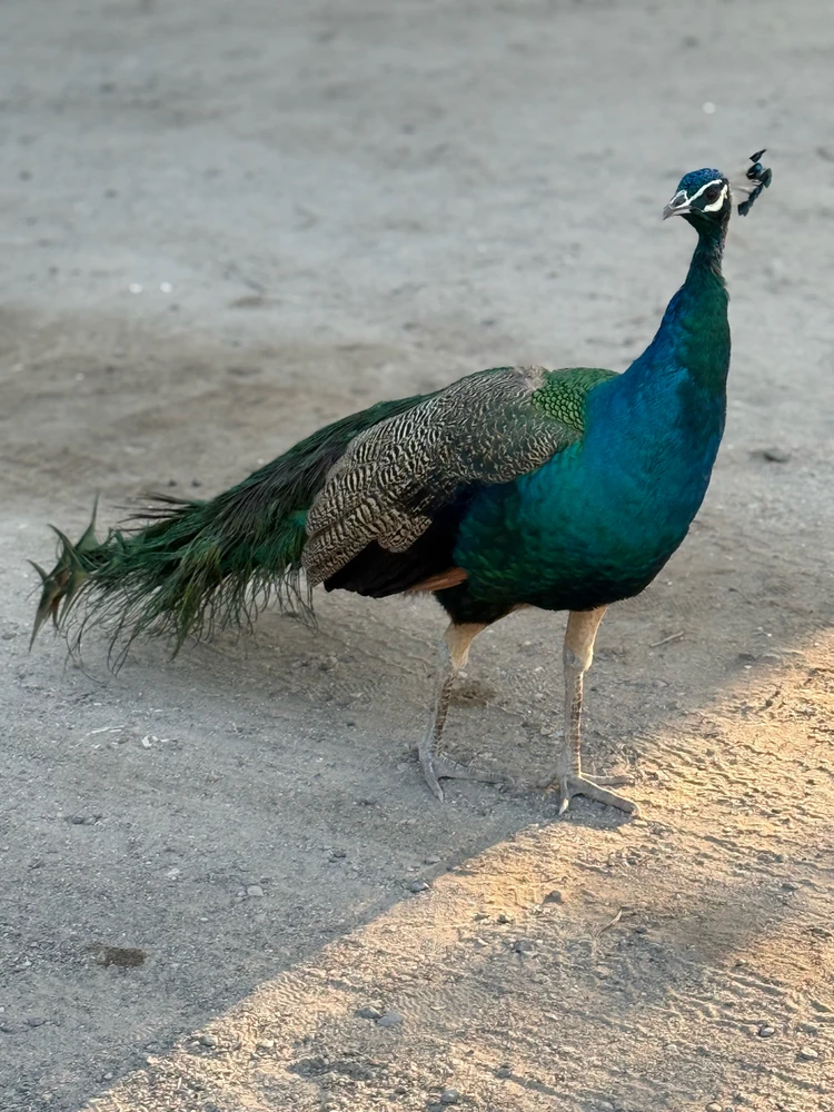 GIF uploaded by NAZZ