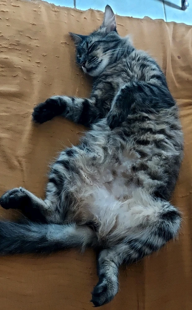 GIF enviado por Dani