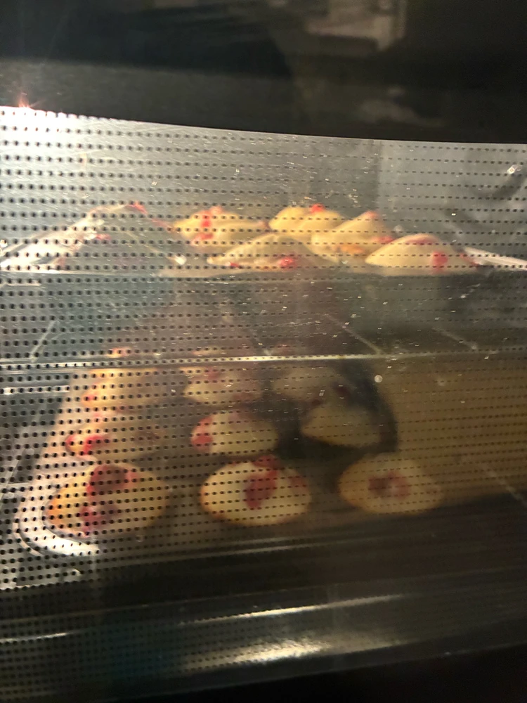 Image uploaded by Nathan