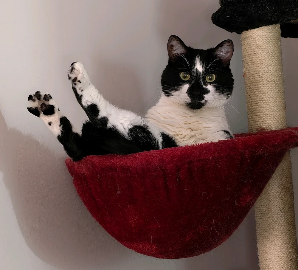 GIF uploaded by Dylan