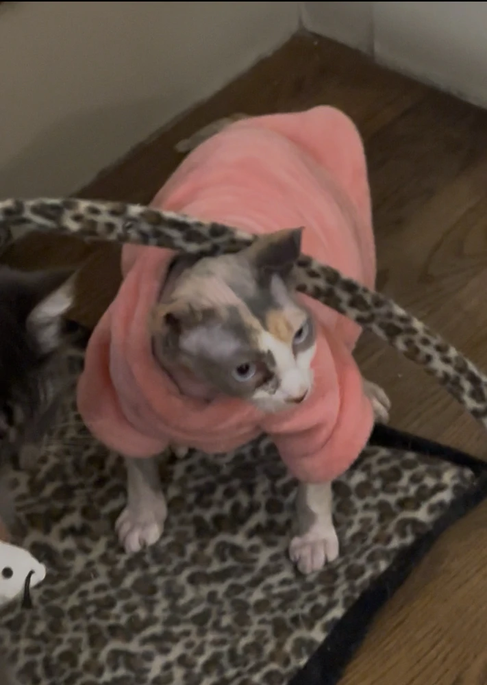 Image uploaded by Tommy