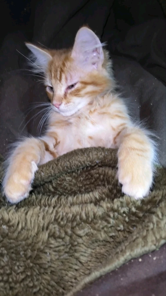 GIF uploaded by Rand Scott Wagner