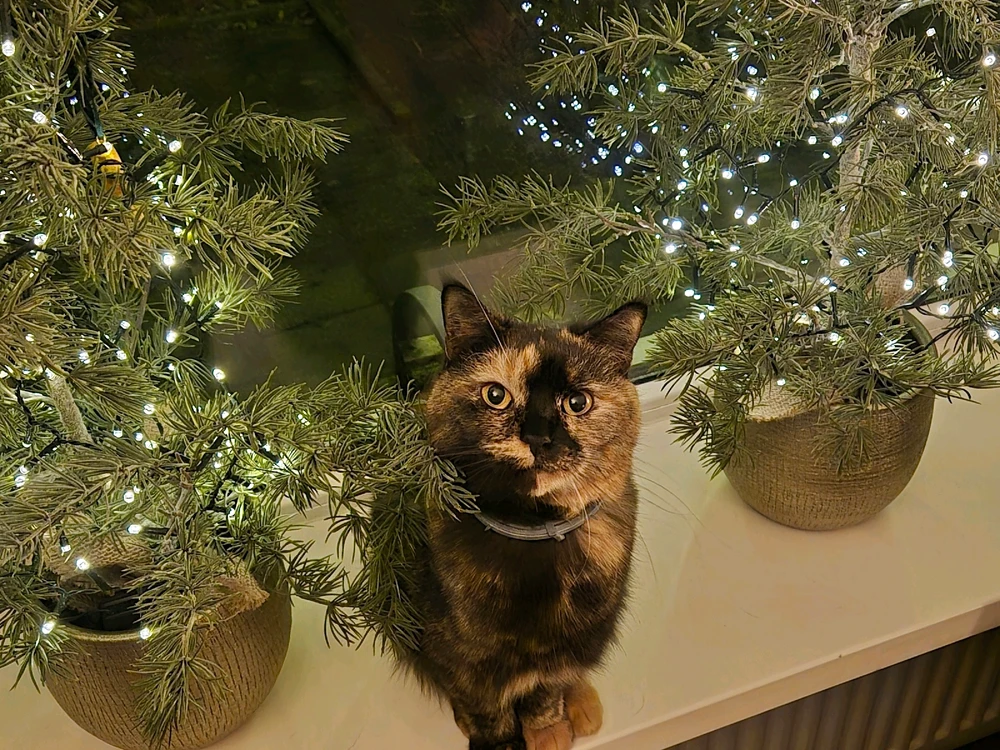 GIF uploaded by Jae Sean