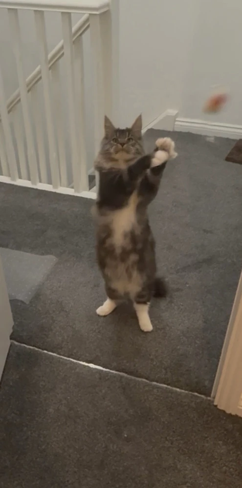 GIF uploaded by Amaan