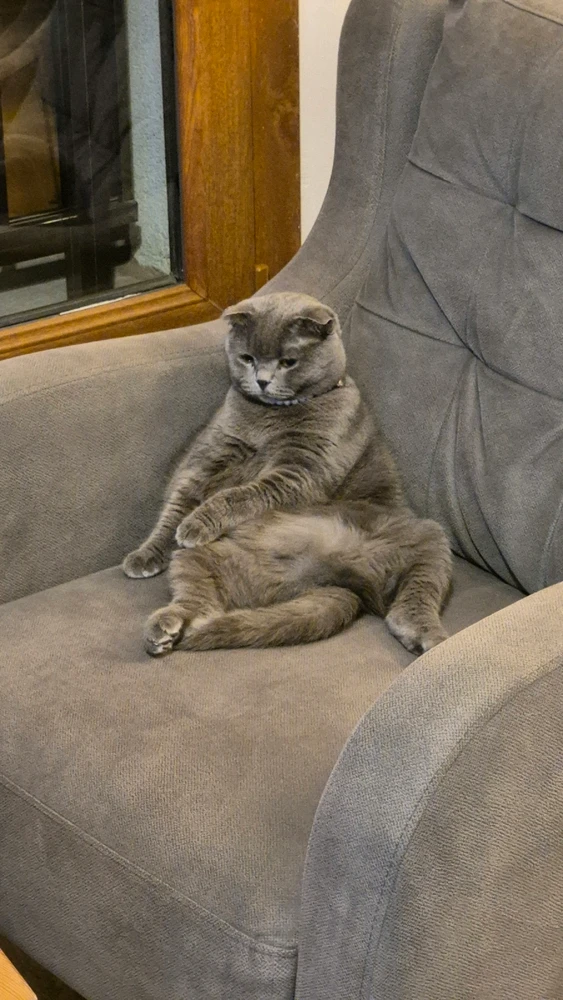 GIF uploaded by Chameleon