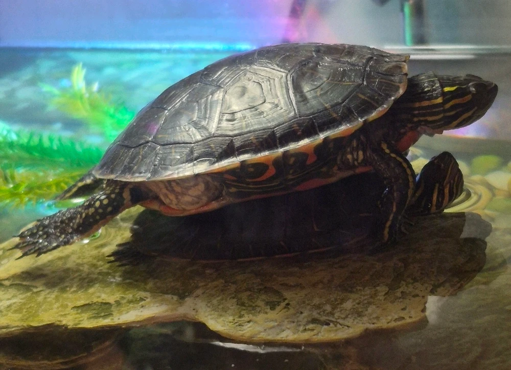 GIF uploaded by Jesse