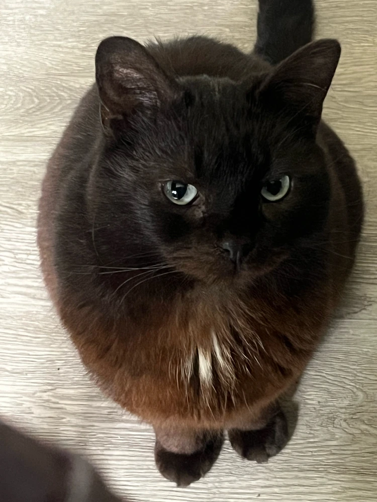 Gambar diunggah dening Rowan