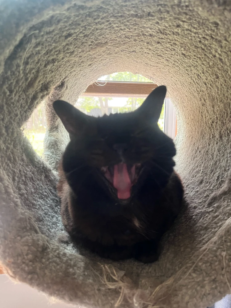 Gambar diunggah dening Rowan