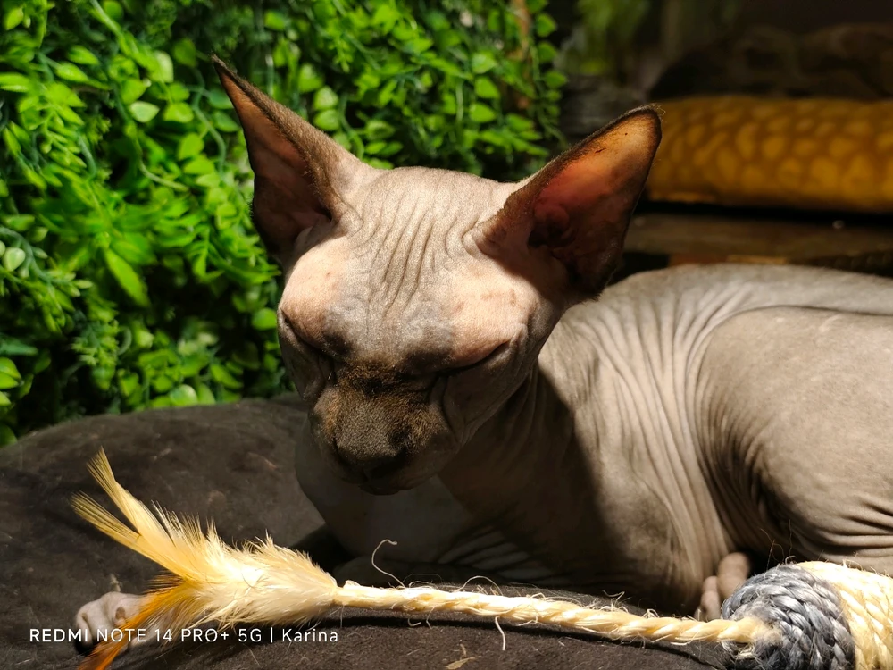 GIF diunggah dening Karina