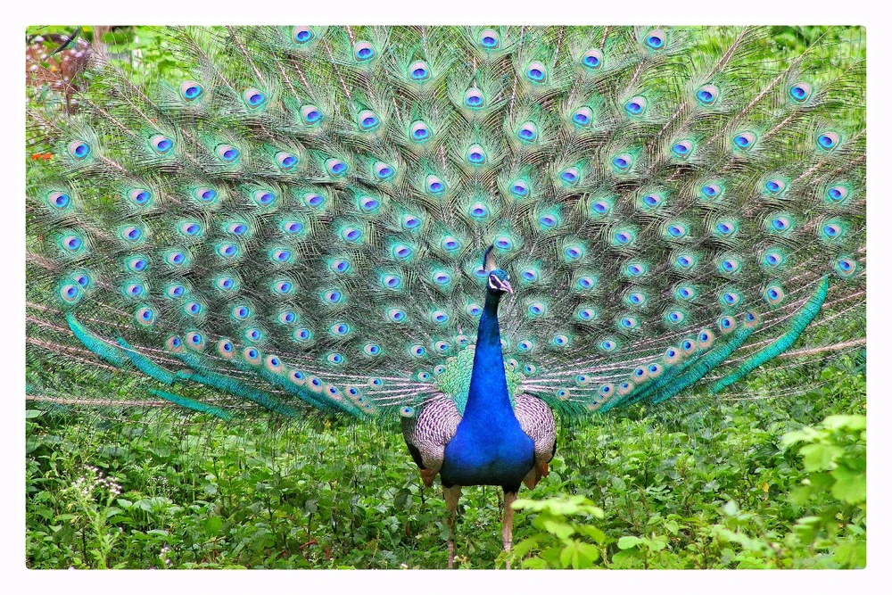 GIF uploaded by Harshith