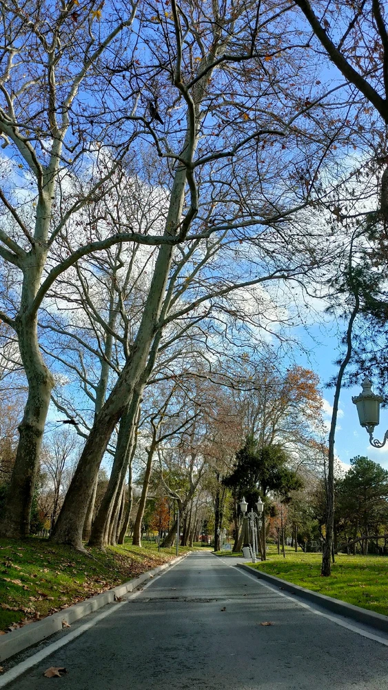 Image uploaded by Yellow