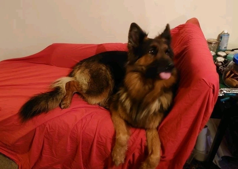 Image uploaded by Robert