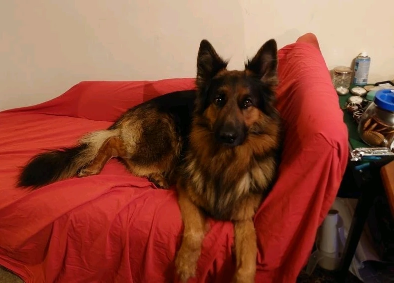 Image uploaded by Robert