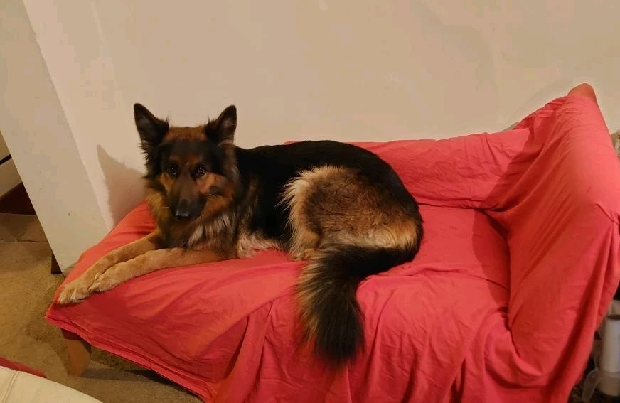 Image uploaded by Robert