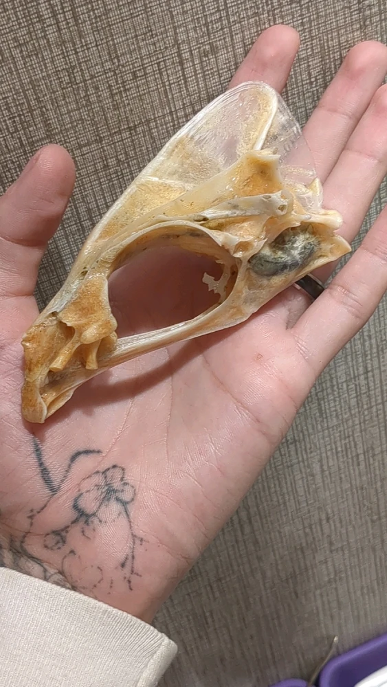 I had to pick the brain matter out of this one