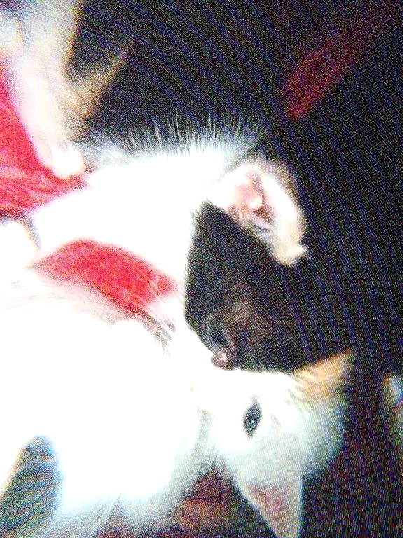 GIF uploaded by Ayuumma