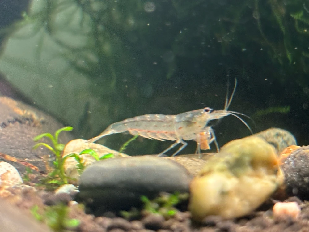 Gambar diunggah dening Juniper