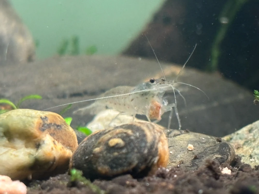 Gambar diunggah dening Juniper