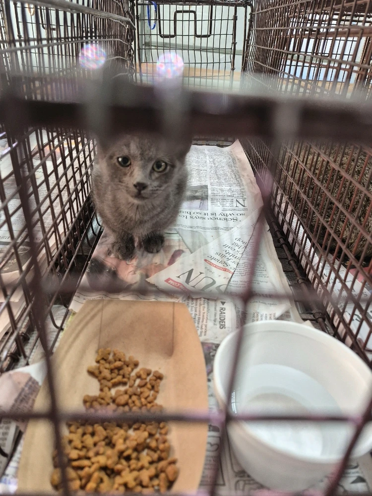 Image uploaded by Mantis