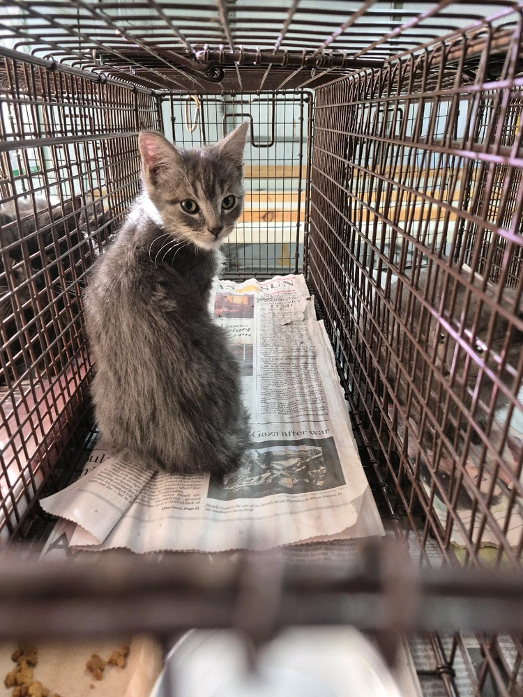 Image uploaded by Mantis