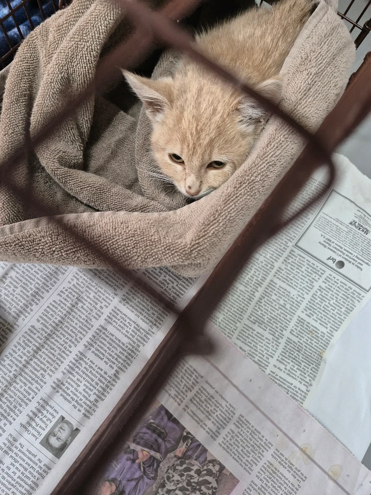 Image uploaded by Mantis