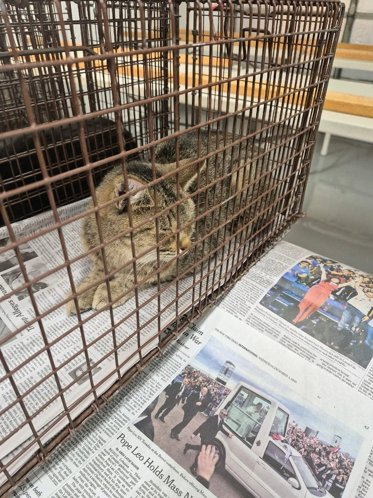 Image uploaded by Mantis