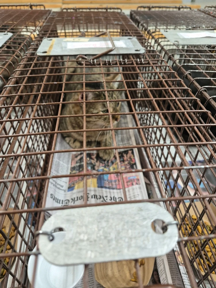 Image uploaded by Mantis