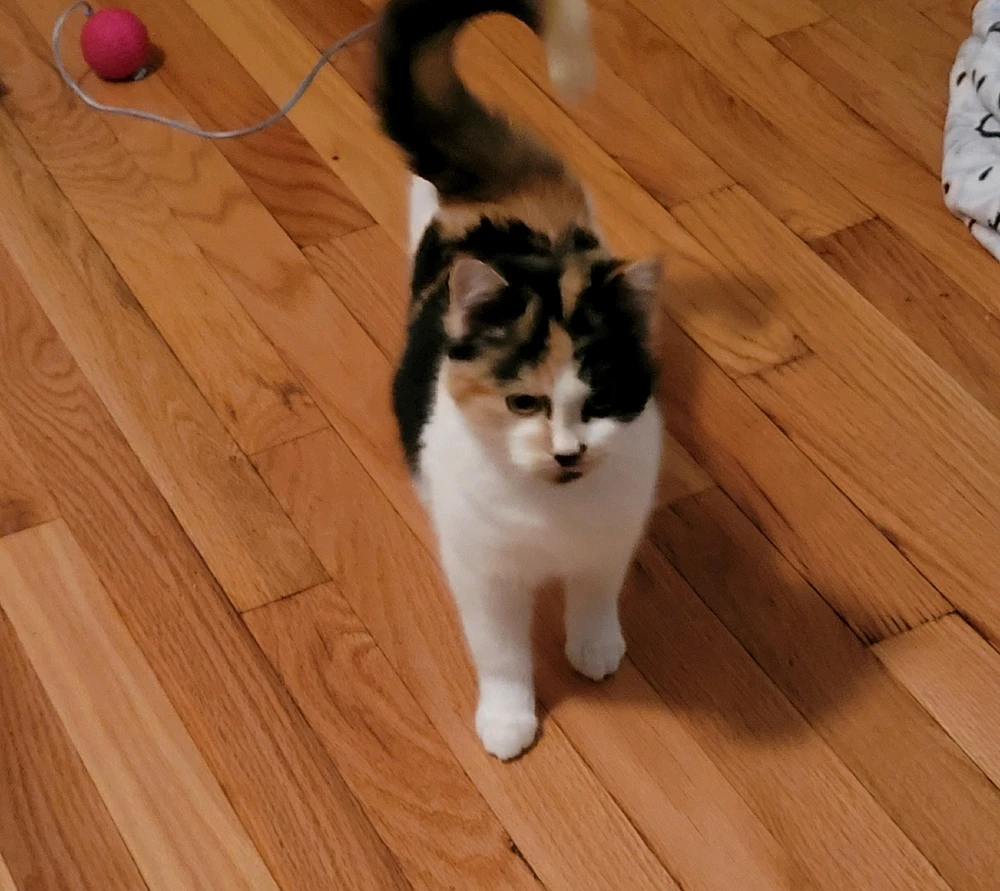 Image uploaded by Stazi