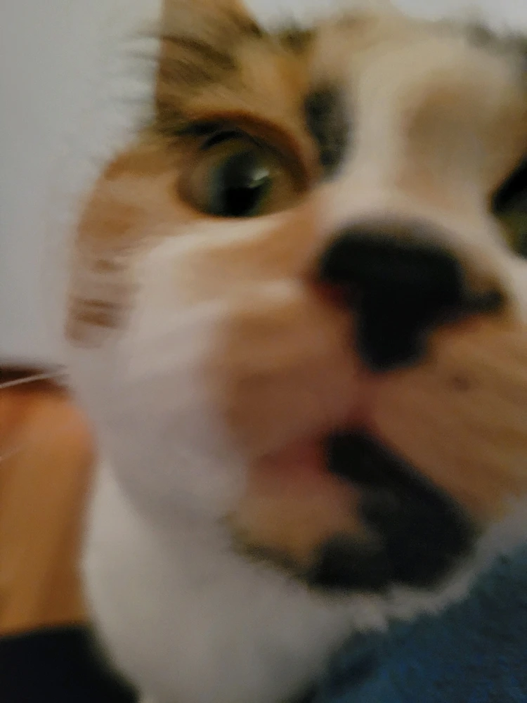 Image uploaded by Stazi