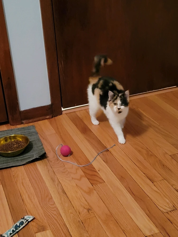 Image uploaded by Stazi