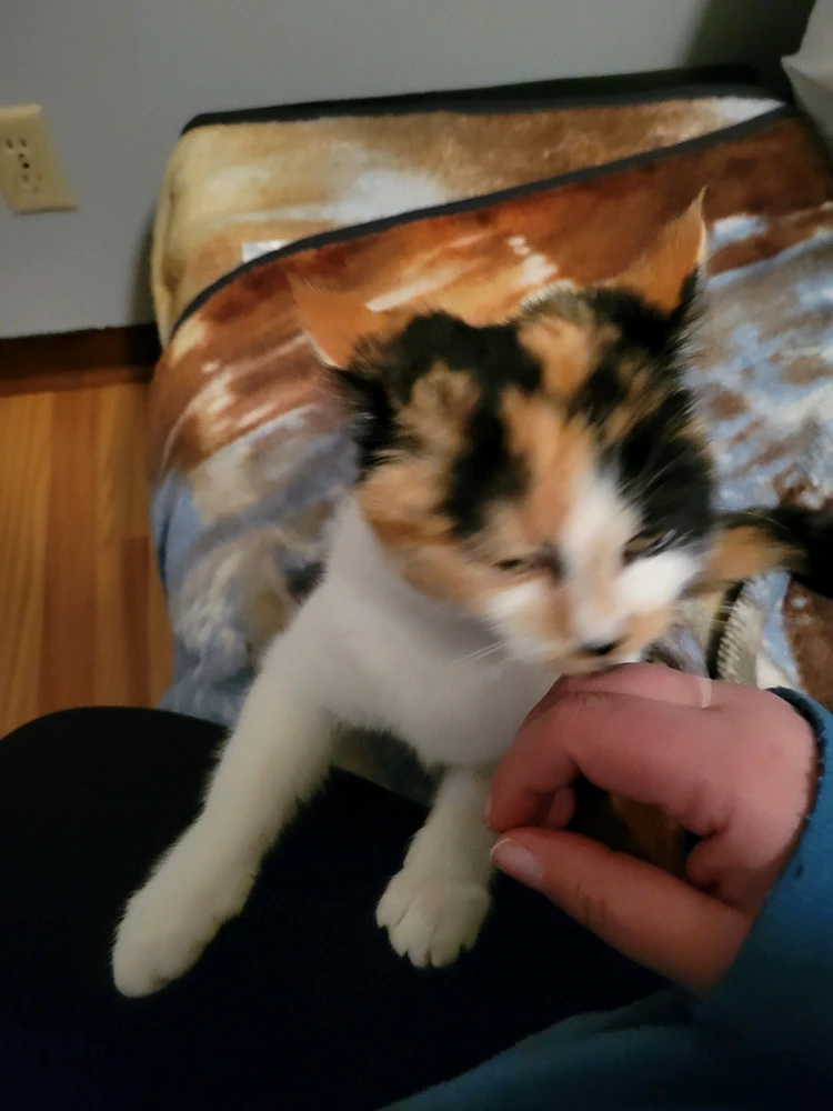 Image uploaded by Stazi