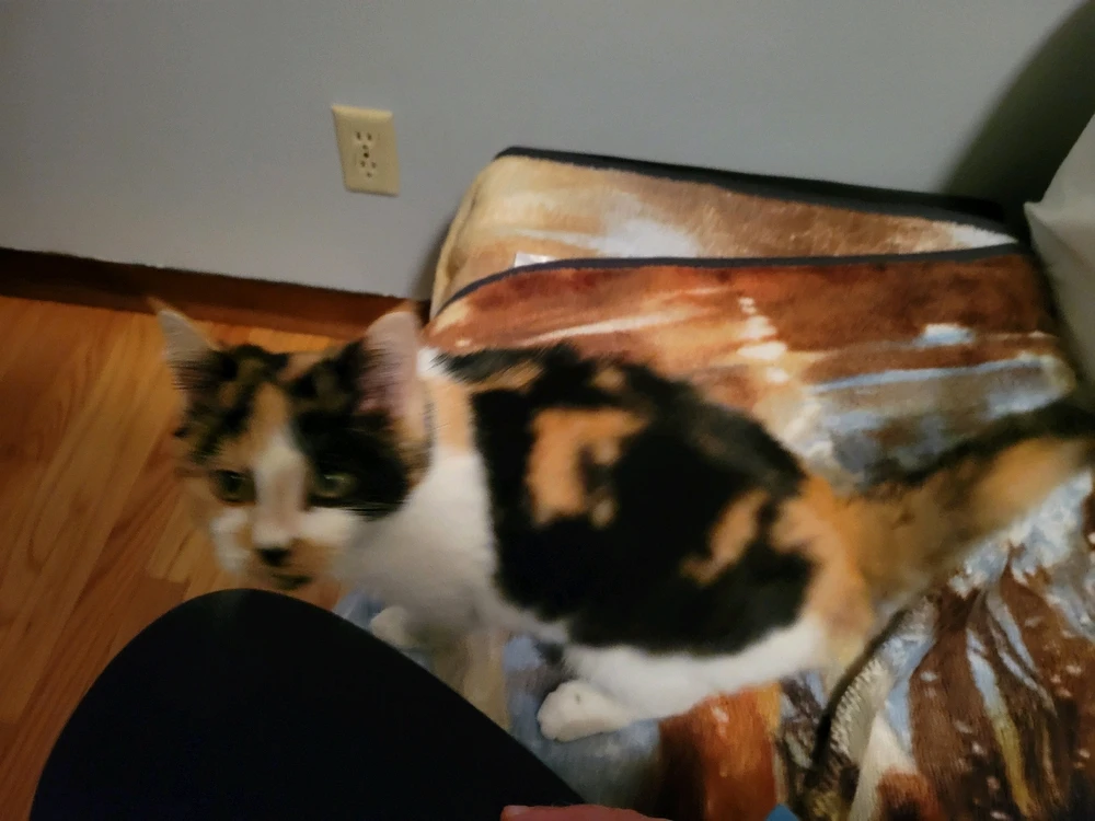 Image uploaded by Stazi