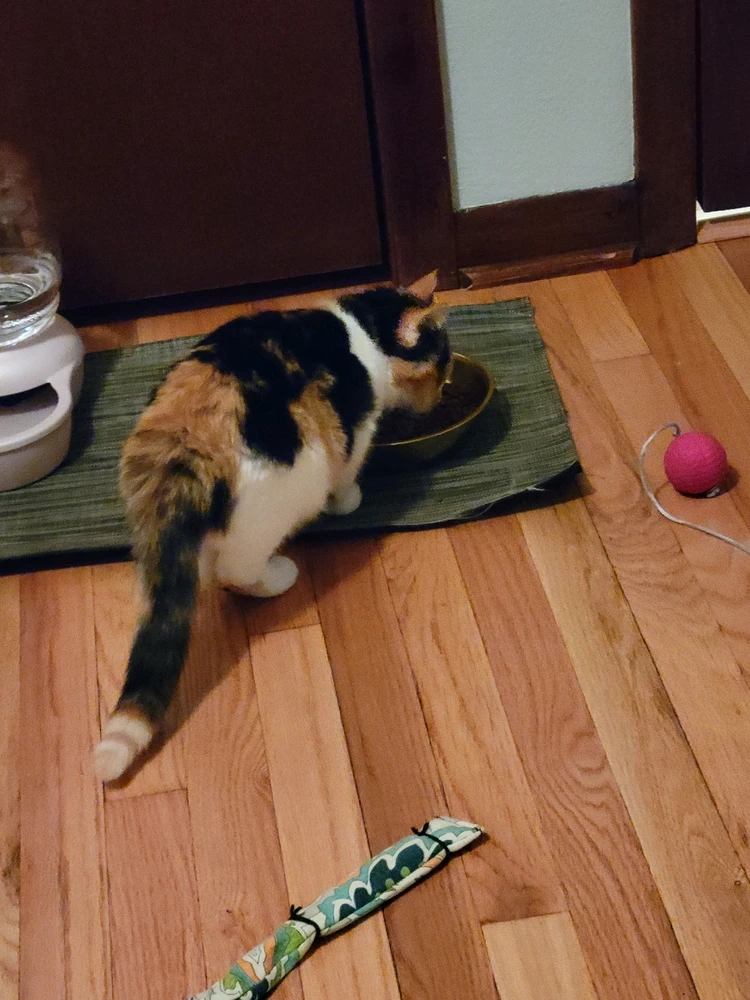 Image uploaded by Stazi