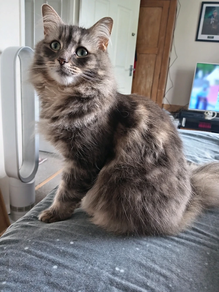 Image uploaded by Bearded ginger