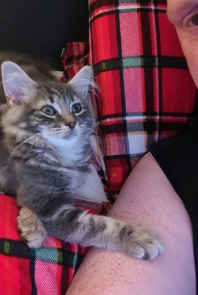 Image uploaded by Bearded ginger