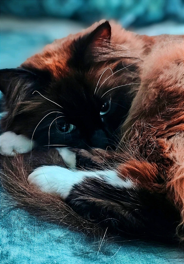 GIF uploaded by Bearded ginger