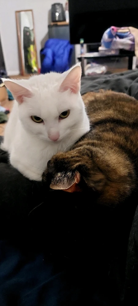 Image uploaded by CoolKept