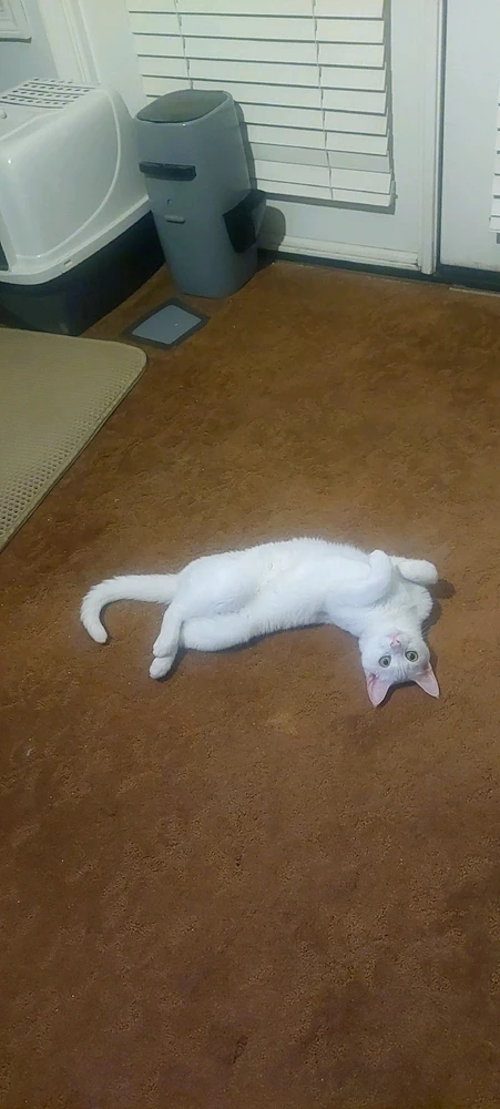 Image uploaded by CoolKept