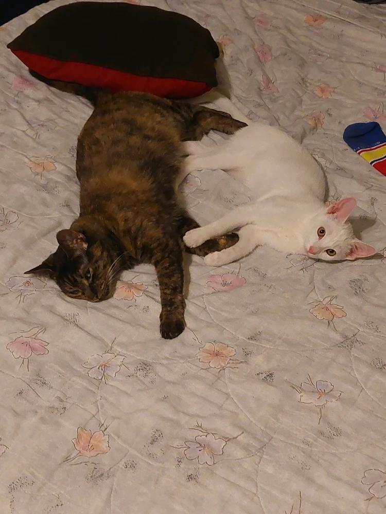 Image uploaded by CoolKept