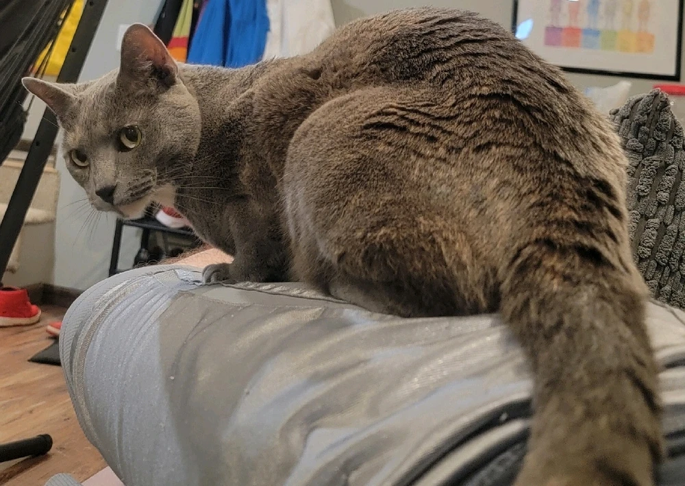 GIF uploaded by Taitt Estes