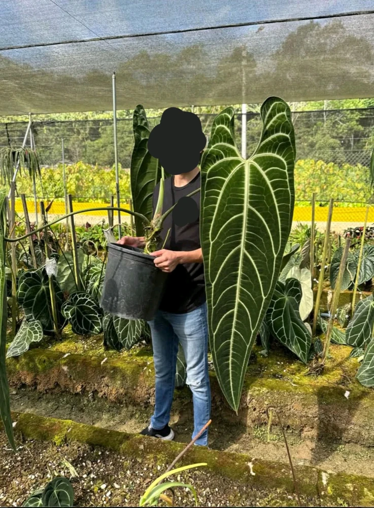 GIF caricata da Massimo