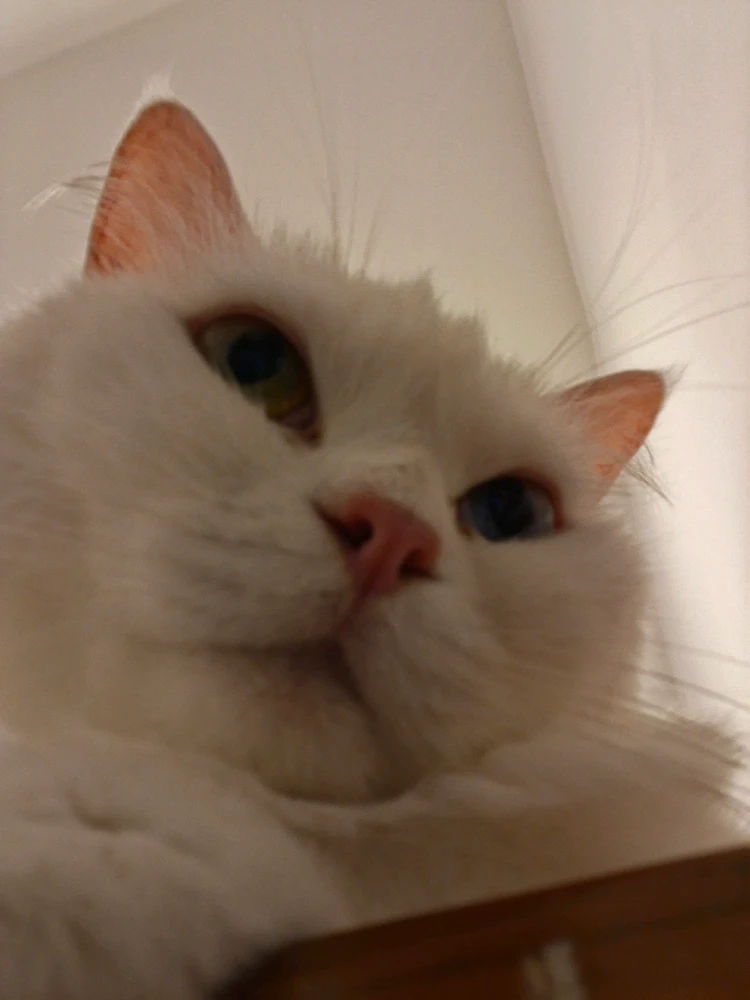 GIF uploaded by Joie