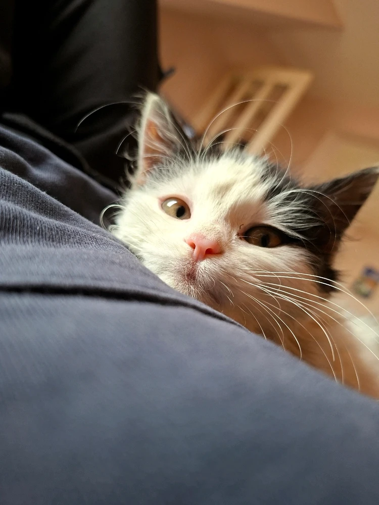 Sliku je postavio/la Srdjan