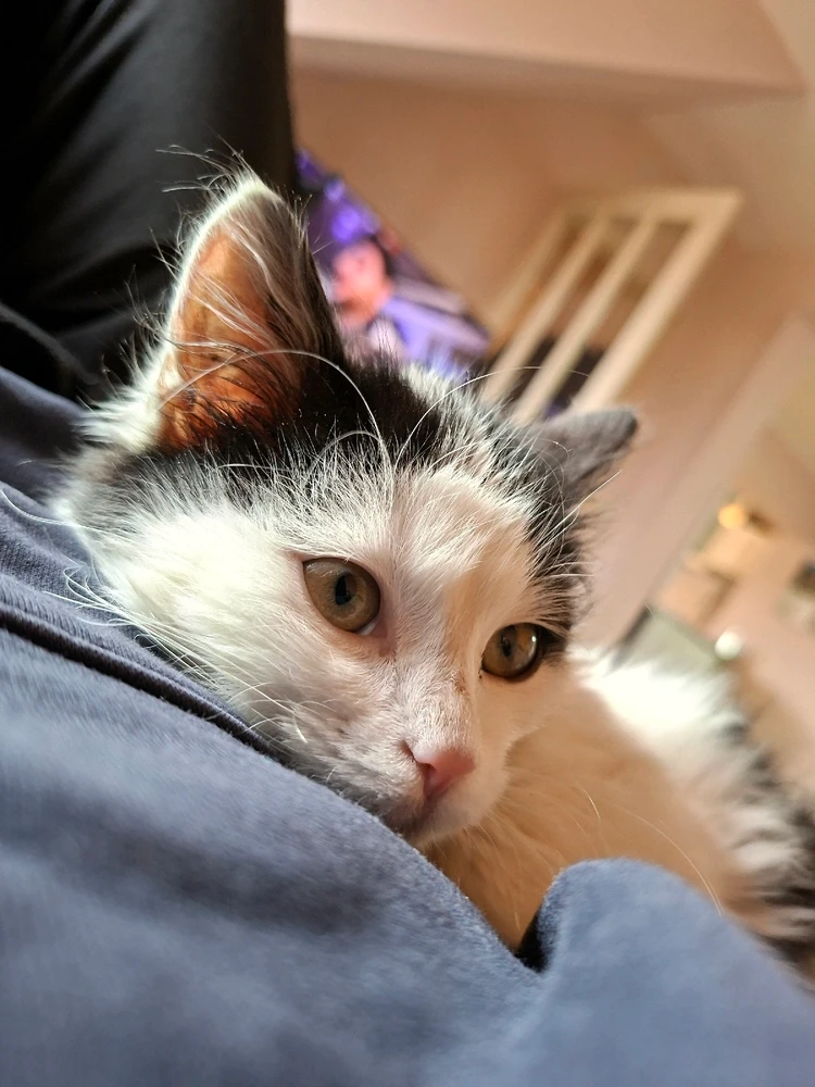 Sliku je postavio/la Srdjan