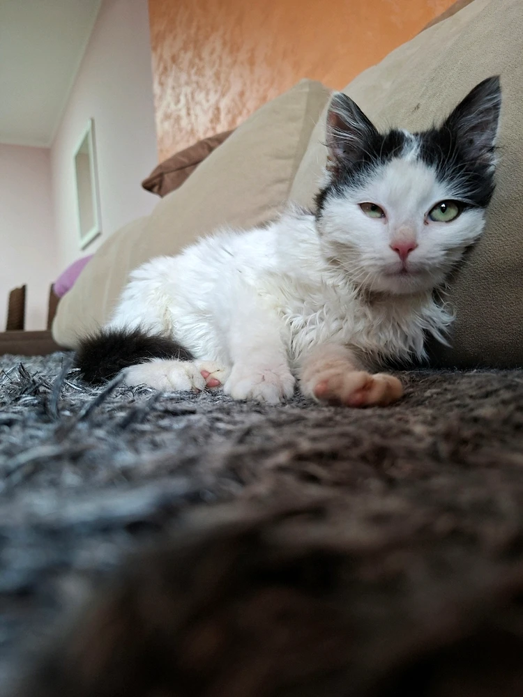 Sliku je postavio/la Srdjan